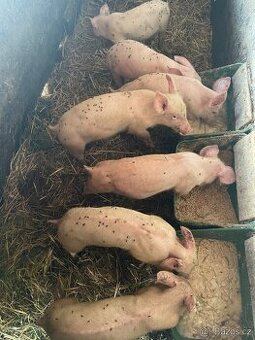 Prodám selata druhé jakosti