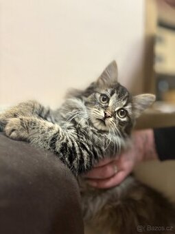 Mainské Mývalí koťátko bez PP