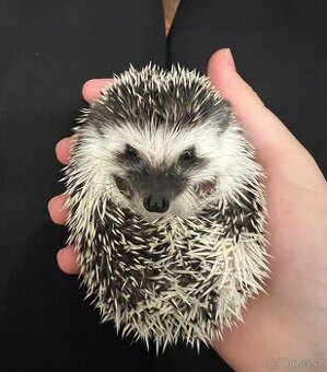 Ježek bělobřichý