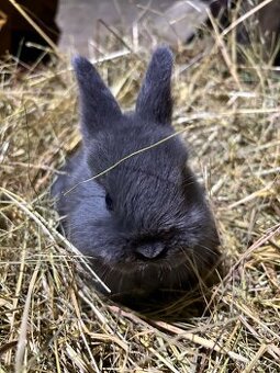 Prodám zakrslé králíky - 1