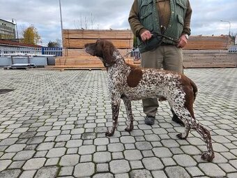 Německý ohař krátkosrstý