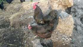 Australka velká násadová vejce