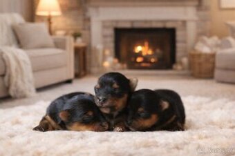 Jorkšírský teriér štěnátka s PP, odběr březen, Yorkshire ...