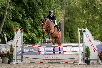 13-letá klisna na prodej