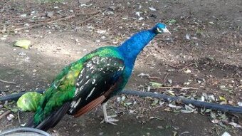 Páv korunkátý modrý, a černokřídlý