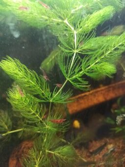 Růžkatec ponořený (Ceratophyllum demersum)