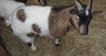 Kozlík kříženec holandské zakrslé