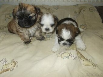 prodám Shih - Tzu
