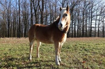 Poptávám ustájení pro valacha Praha