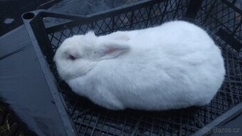 Samičky NB ihned do vhovu