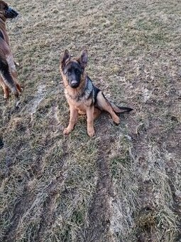 Německý ovčák bez PP