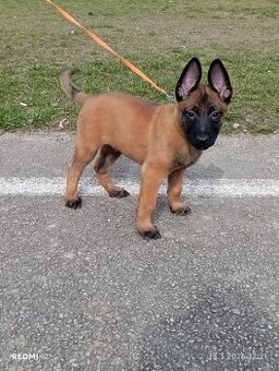 Belgický ovčák Malinois s PP