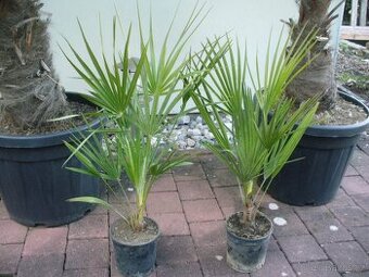 Palma  Chamaerops humilis