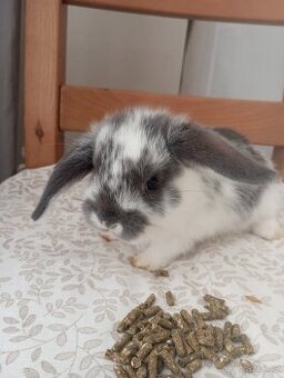 Zakrslý beránek králíček