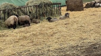 Beránci Suffolk 30 ks cca 35 kg – pastevní chov