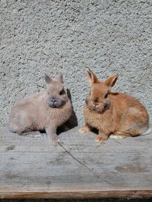 Zakrslý králíčci - 1