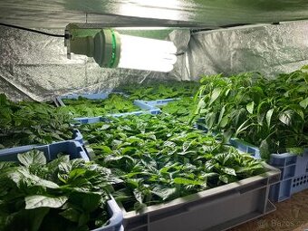 Kompletní growbox 150 pro předpěst