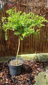 Lonicera, Zimolez, keře, stromky - 1