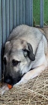 Kangal bez PP