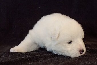 SAMOJED-štěňata s PP