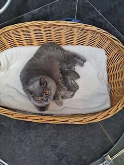 Britská lila a modrá koťata
