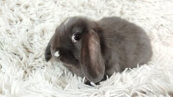 Zakrslý beránek, králíček, králík - DAN