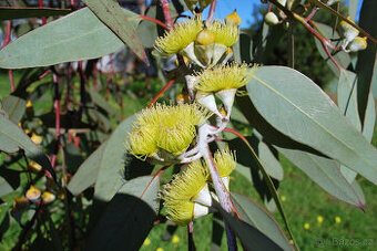 sazenice Eucalyptus citriodora