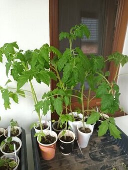 Rajčata,papriky,vinná réva - 1