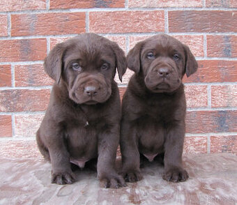 Čokoládové šteňatá Labradora - 1