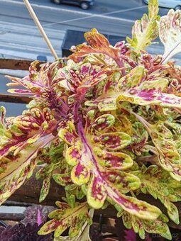 Coleus