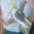 Korely