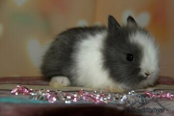 Zakrslý králíček Teddy s VP/samička AURICA_ doprava po ČR