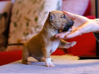 Miniaturní bulterier, minibulterier s PP