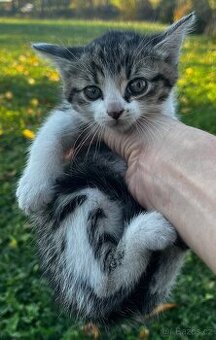 PRODÁM KOTĚ - kocour