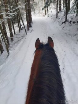 Koupím valacha v typu ČT na vyjížďky