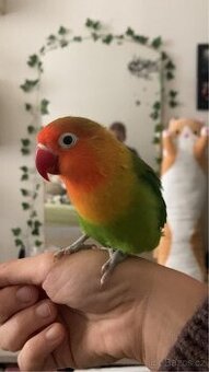 Daruji samičku agapornise