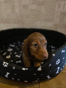 Jezevčík dlouhosrstý trpasličí