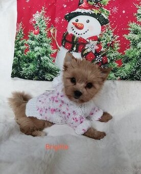 Holčička Brigittka Yorkshire teriér gold. PP