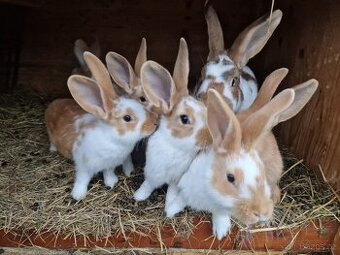 Králičata na dokrm nebo k hobby chovu