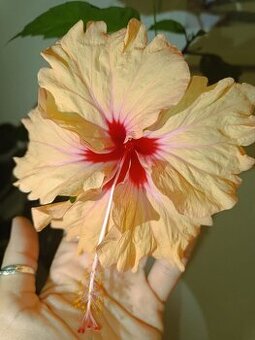 lososový kadeřavý s červeno ruzovym středem