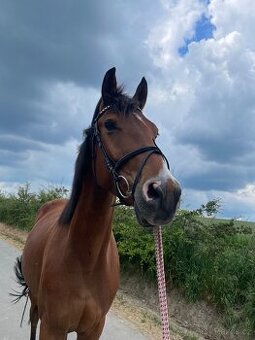 Valach na rekreaci -prodej/pronájem