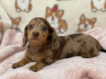 Jezevčík trpasličí hladkosrstý