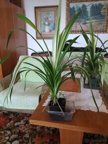 Pandanus dekorativní léčivka