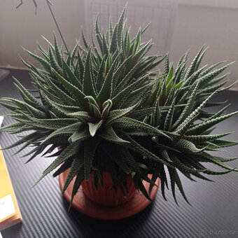 Haworthia Zebrina