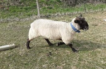 Plemenný beran Suffolk