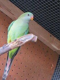 samička papouška nádherného