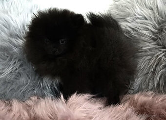 Pomeranian s PP fenka