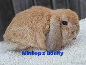 Minilop sameček