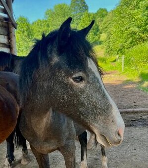 Pony roční valášek