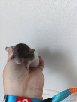 Potkani miminka